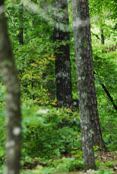 pileated01.jpg