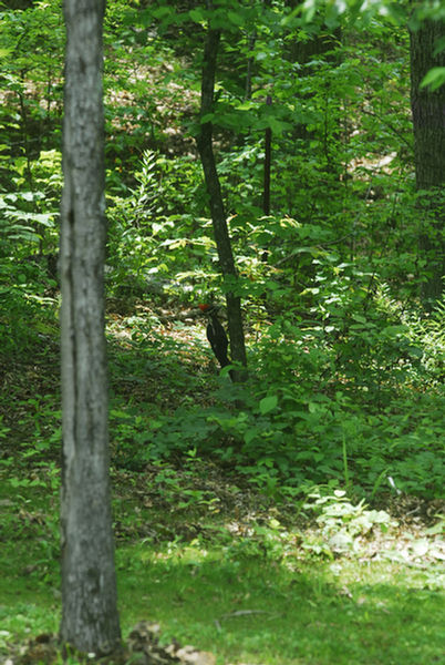 pileated02.jpg
